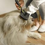 Pet Wellness & Tech Gadgets