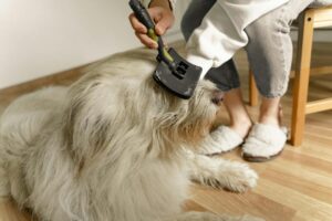 Pet Wellness & Tech Gadgets